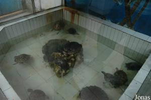 Bassin des tortues