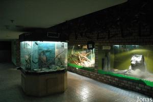 Terrariums pour petits lézards et terrarium des iguanes verts en arrière-plan