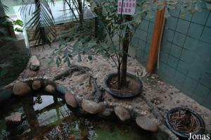 Installation des alligators de Chine dans la serre