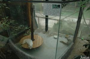 Cage des renards polaires dans la serre