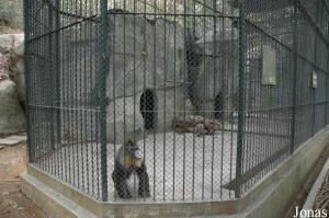Cage d'un mandrill mâle seul