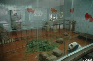 Enclos intérieur du grand panda