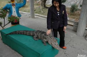 Zone de photographies avec un alligator de Chine