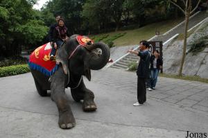 Séance de photographies avec un éléphant à la sortie du spectacle