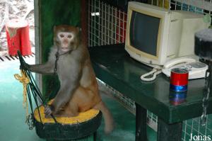 Zone de photographies avec un macaque rhésus