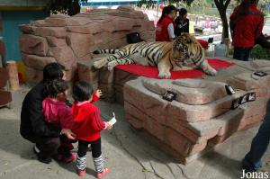 Zone de photographies avec un tigre adulte