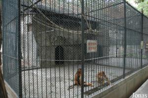 Cages des rhinopithèques de Roxellane