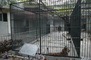 Cage d'un tigre solitaire