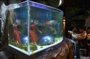 Dubai Aquarium & Discovery Centre