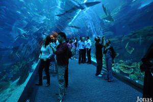 Tunnel du Dubai Aquarium & Discovery Centre