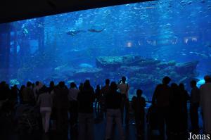 Bassin principal du Dubai Aquarium & Discovery Centre