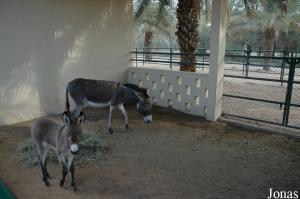 Enclos des ânes dans la Children's Farm