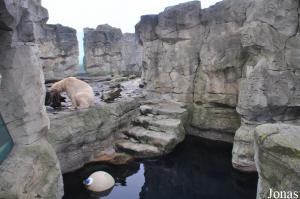 Second enclos des ours polaires