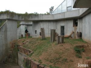Enclos extérieur des chimpanzés