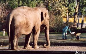 Lakshmi, éléphant asiatique