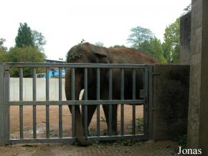 Éléphant asiatique Lakshmi dans son enclos en cours de rénovation