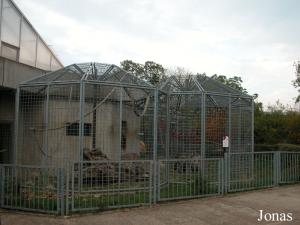 Cages extérieures des orangs-outans