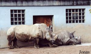 Jambo et Usimba, rhinocéros blancs