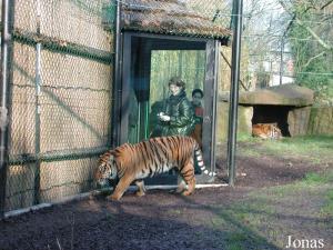 Enclos des tigres