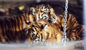 Jeunes tigres de Sumatra