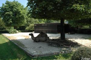 Enclos des chameaux