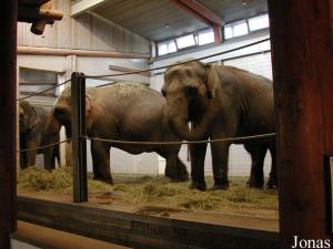 Loge des éléphants séparée des visiteurs par des câbles métalliques