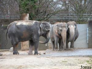 Rani, Shanti et Nepal, éléphantes asiatiques
