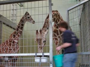 Oranya et sa mère Alice, girafes réticulées