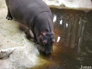 Nema, jeune hippopotame né en décembre 2000