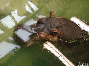 Käthi, hippopotame femelle