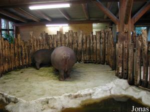 Loge intérieure des hippopotames