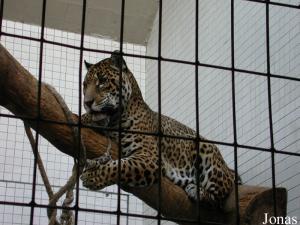 Aramis, jaguar