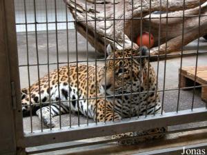 Aramis, vieux jaguar décédé en septembre 2005