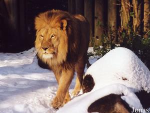 Barbarossa-Boy, lion mâle