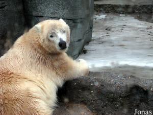 Vitu, jeune ours polaire récemment arrivé à Karlsruhe