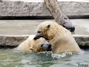 Kap et Vitu, jeunes ours polaires