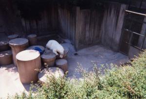 Fosse des ours blancs inaugurée en 1967
