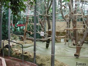 Enclos intérieur des orangs-outans