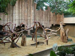 Enclos des chimpanzés