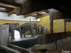 Bâtiment des éléphants
