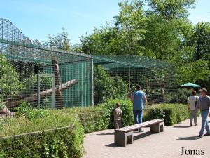 Cages des panthères noires et du jaguar