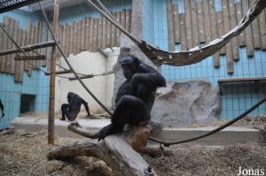 Enclos intérieur des chimpanzés