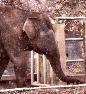 Chiena, éléphante asiatique arrivée au zoo en 1966