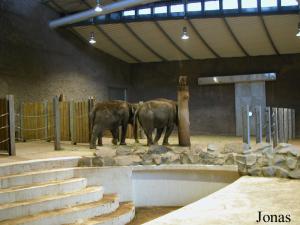 Nouvelle maison des éléphants
