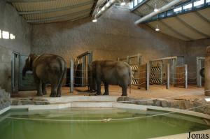Installations intérieures des éléphants asiatiques