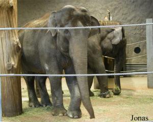 Samba, éléphante asiatique décédée en février 2005