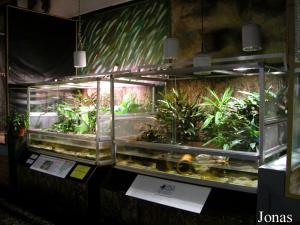 Aqua-terrariums des cistudes et des rainettes
