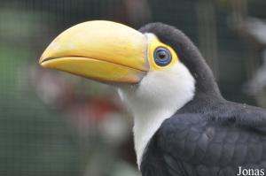 Jeune toucan toco (Ramphastos toco)