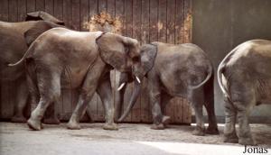 Groupe de jeunes éléphants africains