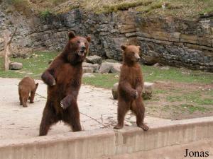 Famille d'ours bruns